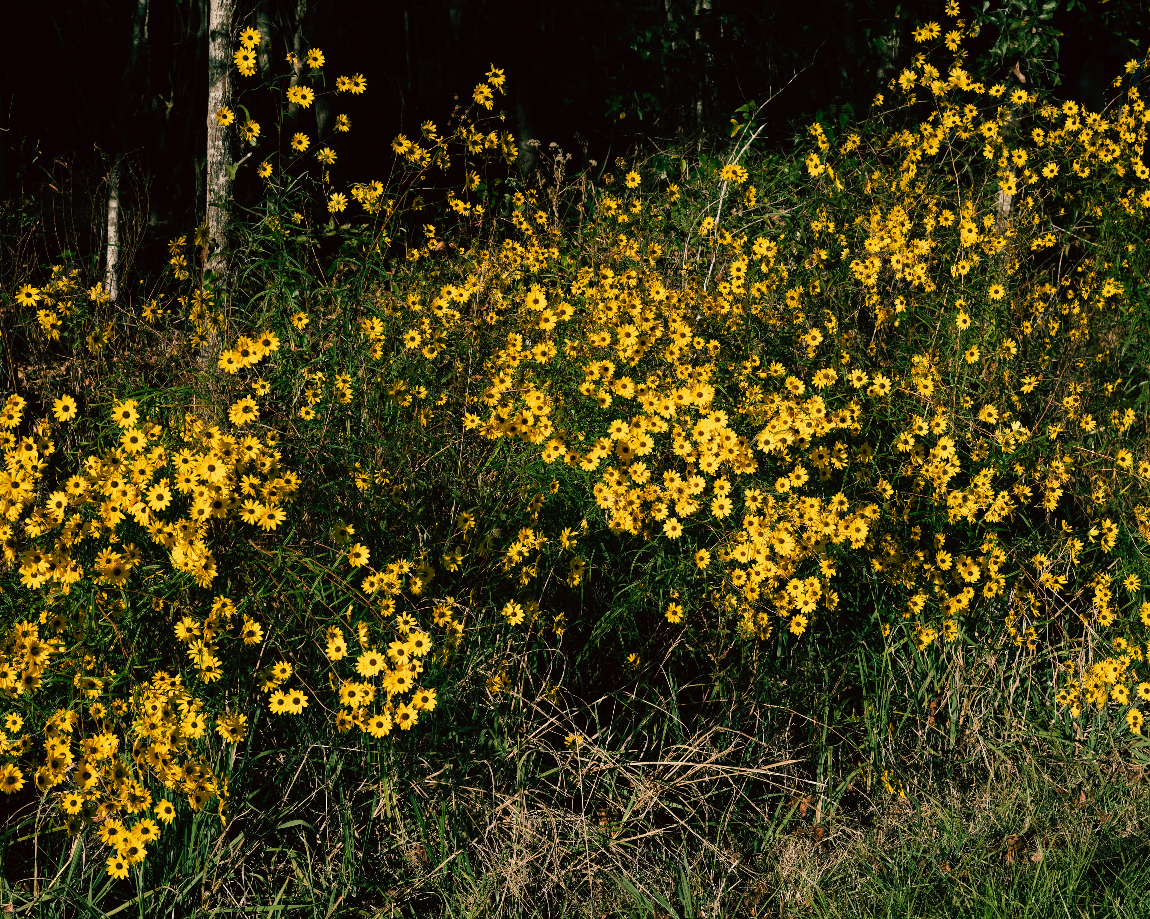 Flowers in Alabama's Black Belt.